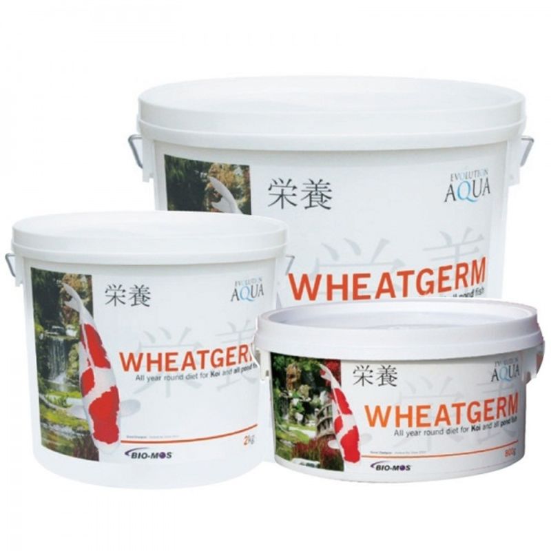 WHEATGERM 6000G (5-6MM/MEDIUM)