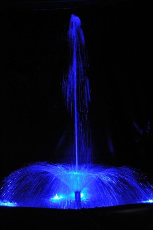 Arum Lily  Jet | Fontenedyse