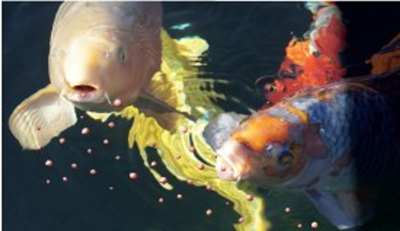 FORINGSAUTOMAT FOR KOI/FISKE  DAM